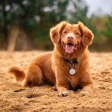 Smiling dog laying on the ground