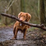 Dog holding big branch